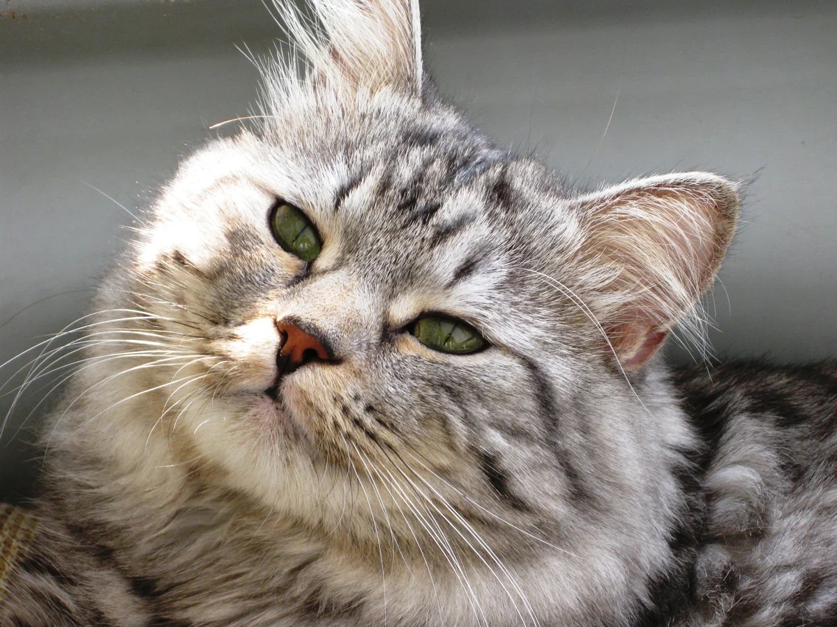 Что - то, я сегодня такая загадочная