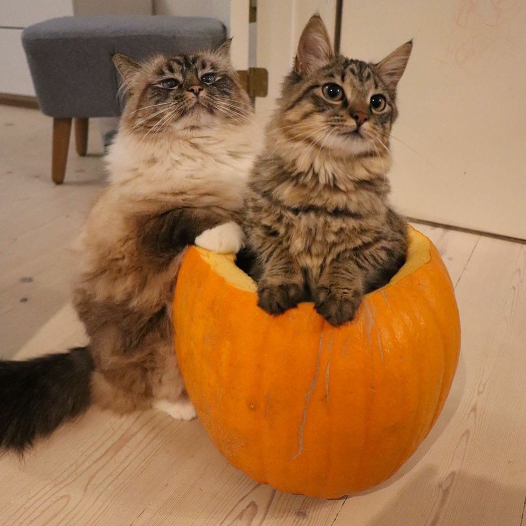 Я свою любимую, прокачу как королеву