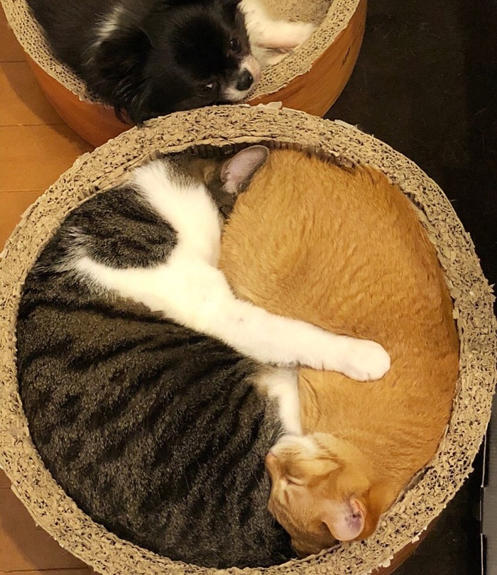 Везёт котам, а мне погреться не с кем