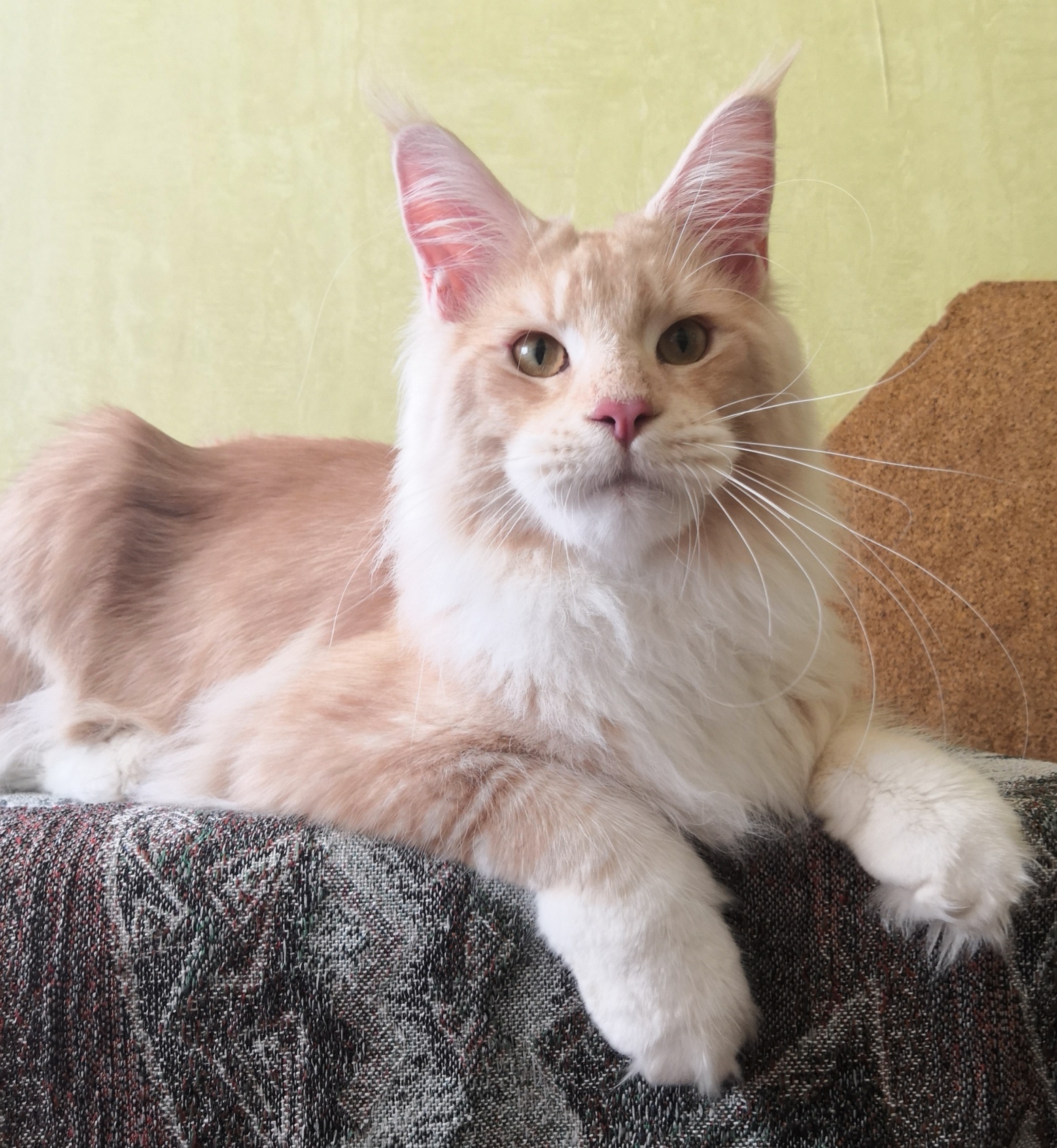 У меня сегодня - прекрасное настроение