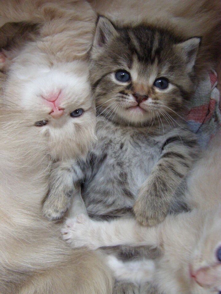 А, мы лежим такие