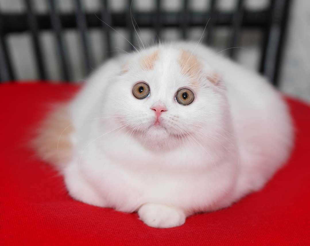 Я красивенькая, мягенькая тучка