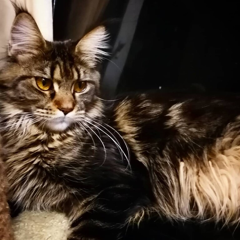 Что - то, мои хозяева загулялись