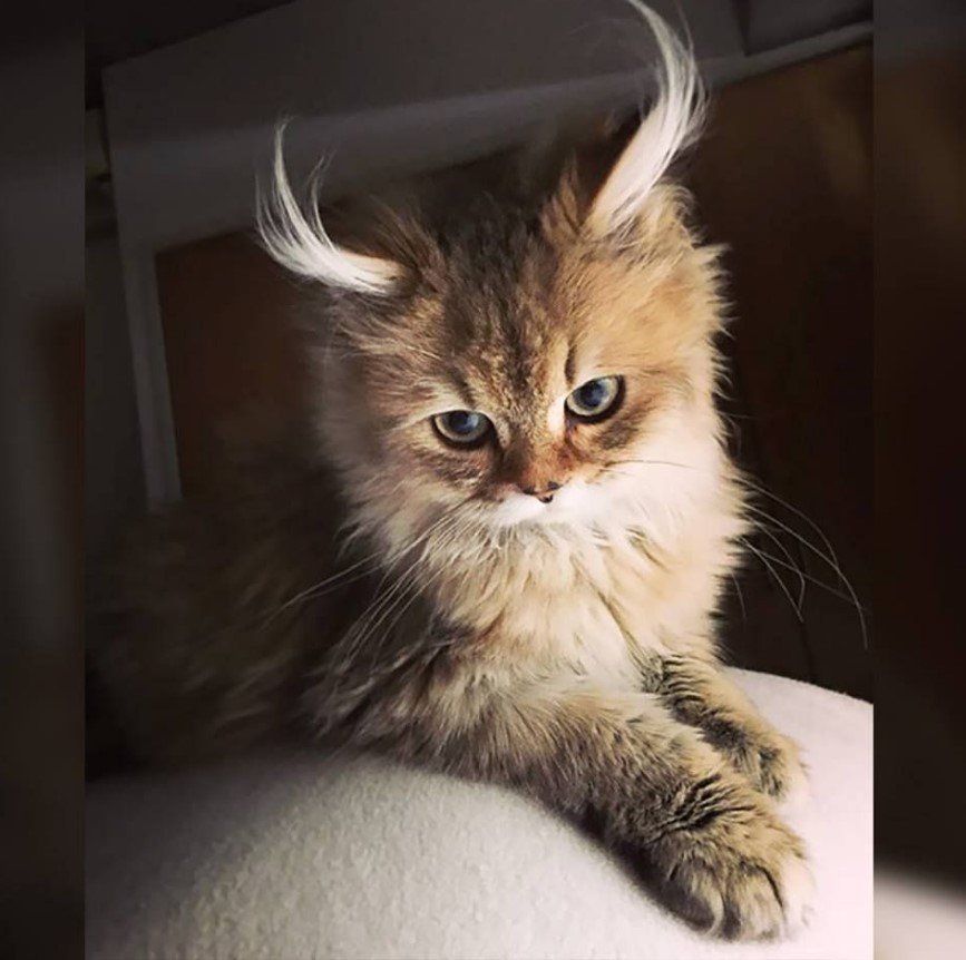 Если хотите, я расскажу сказку на ночь