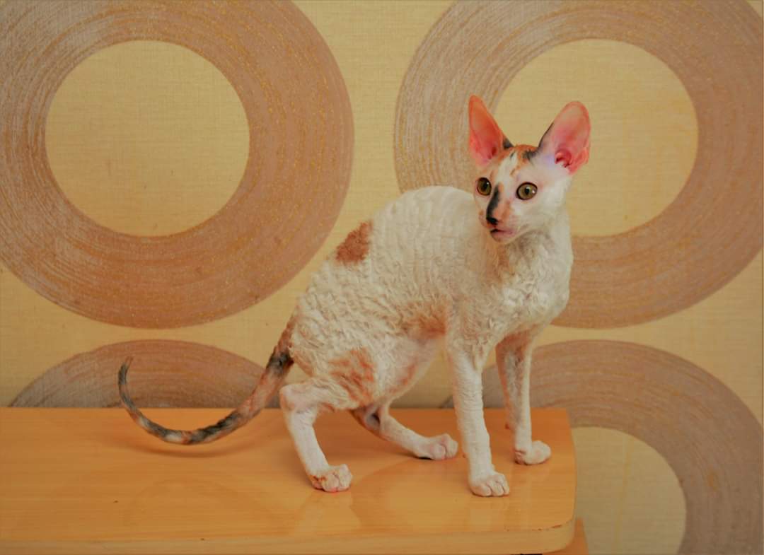 Я хочу по подиуму ходить, а не по столу