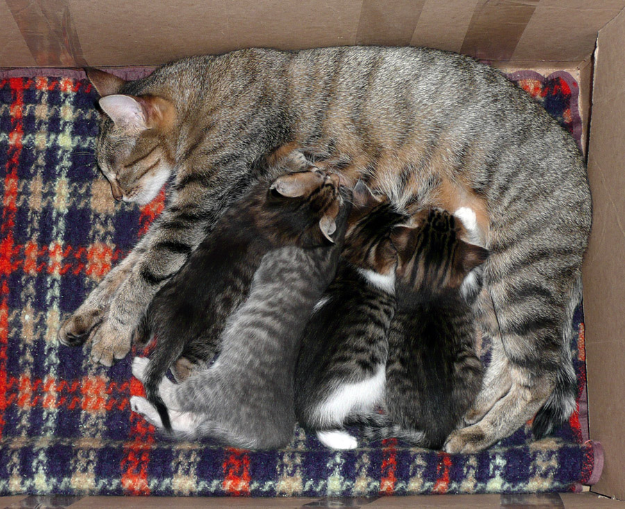 Пока котята кушают, можно отдохнуть