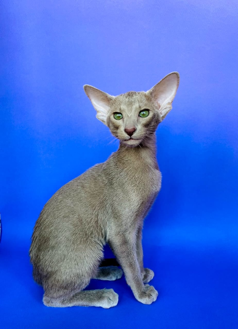 Красотка с изумрудными глазами