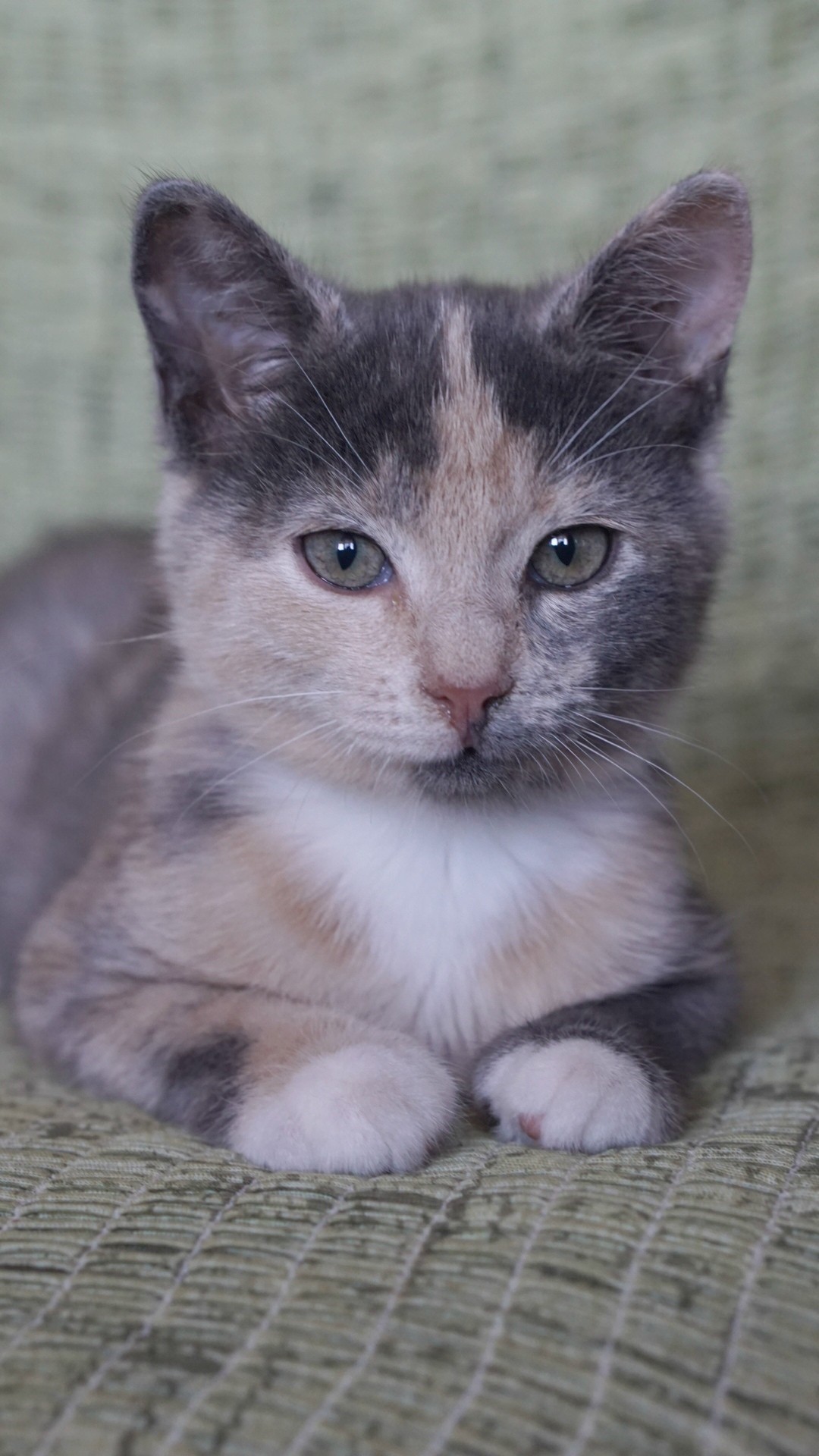 Посмотрите в мои глазки и успокойтесь