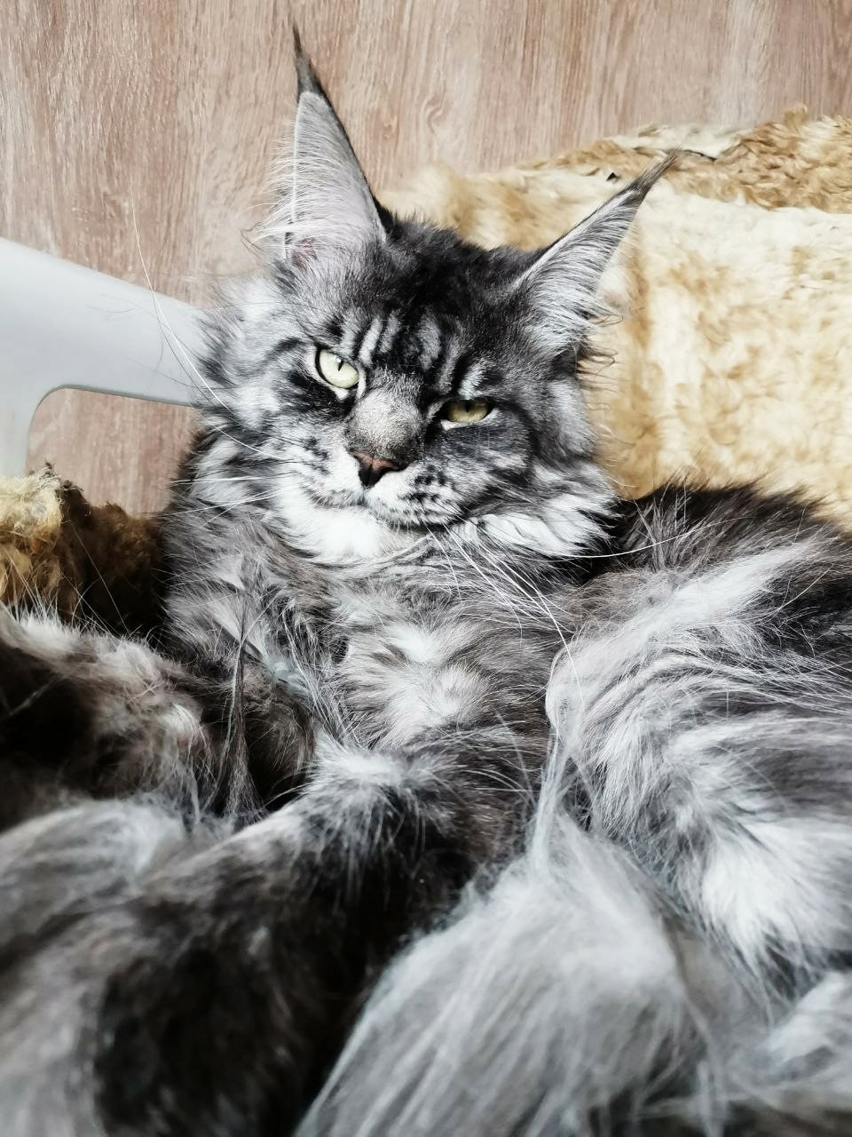 Принесите, мне пожалуйста, мисочку молочка