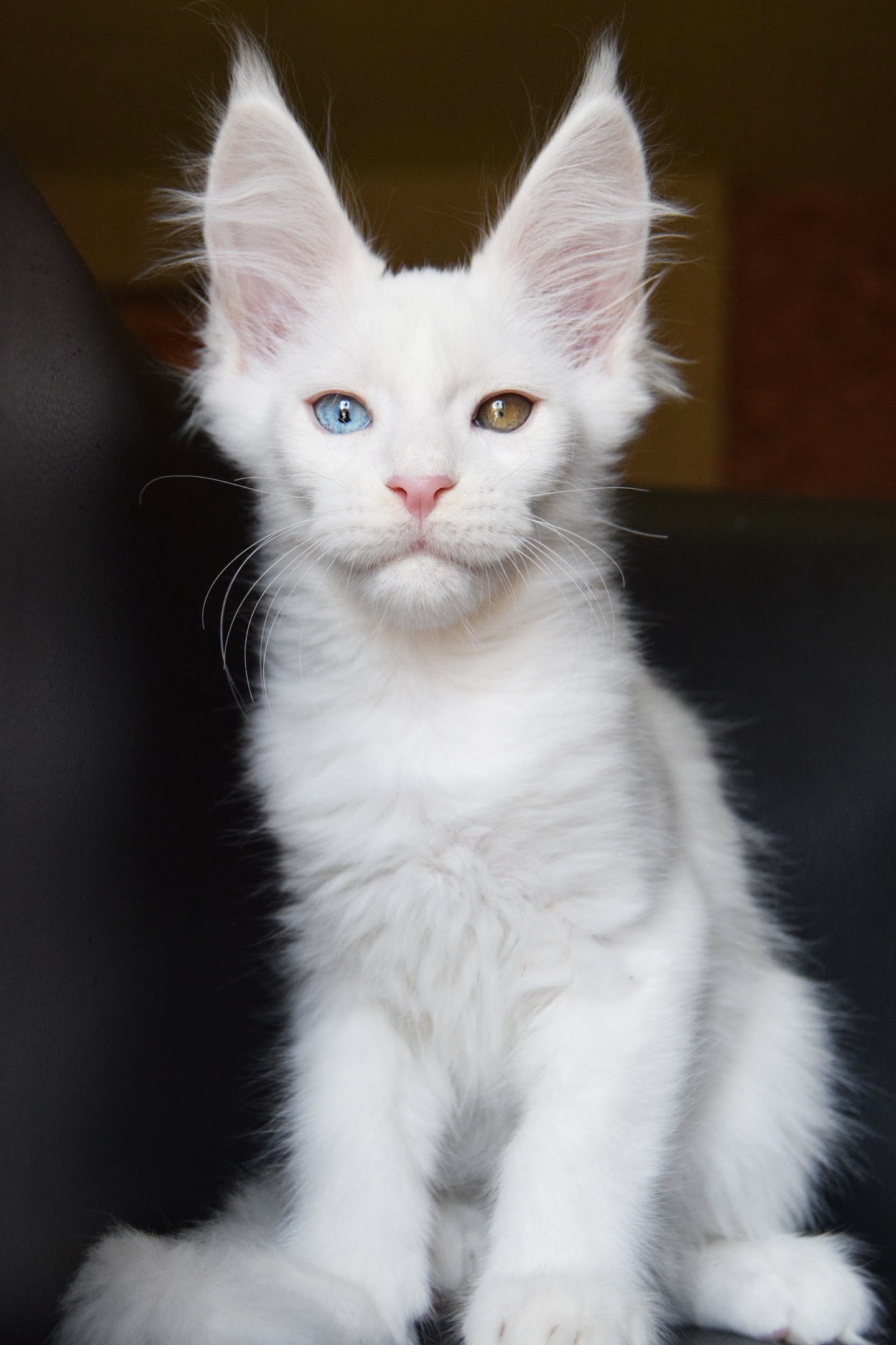 Если глазом подмигну, Вам улыбку подарю