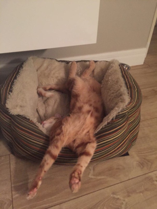 В дождливую погоду, нужно спать - вот так