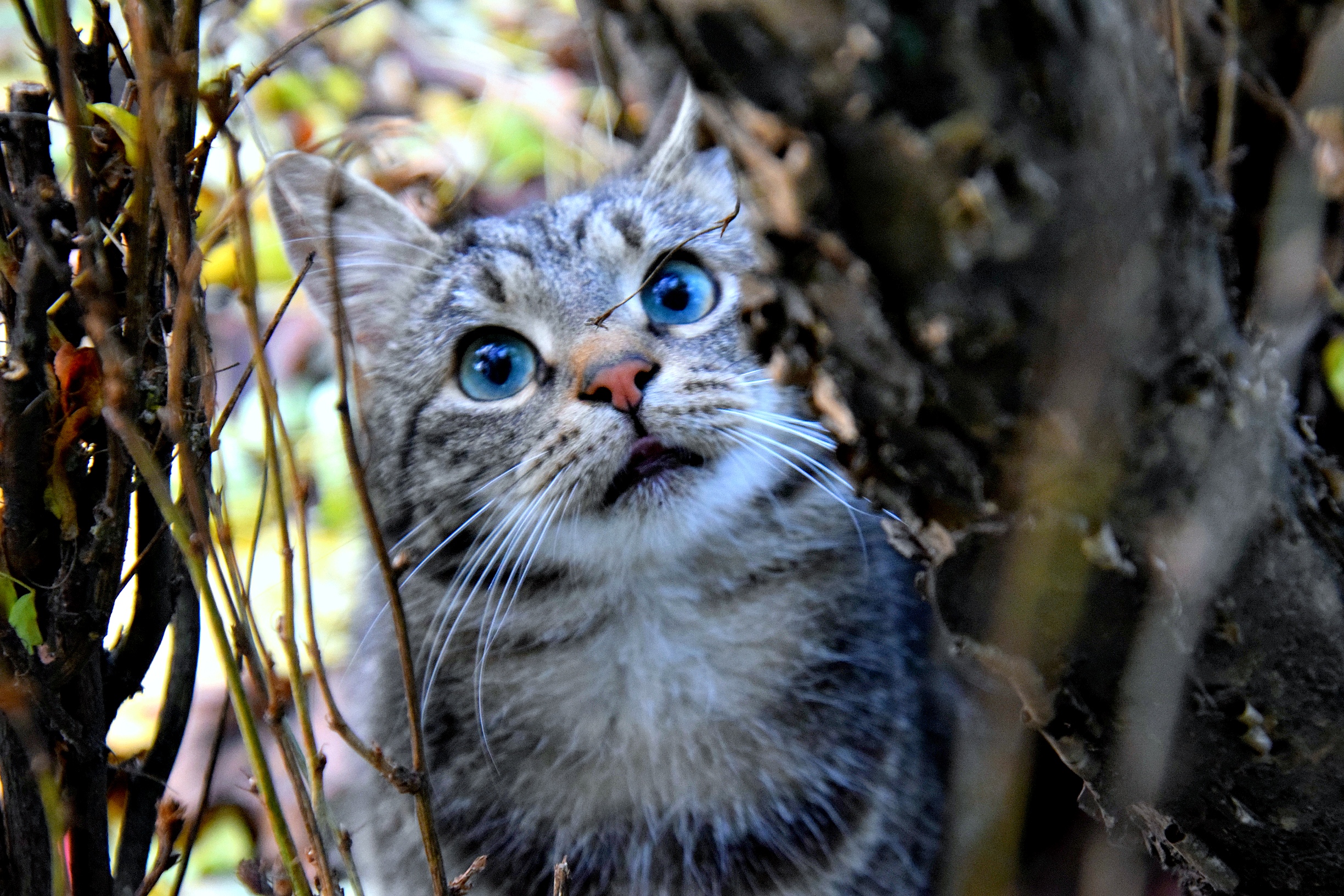 Дорогу не подскажите, кажется я заблудилась
