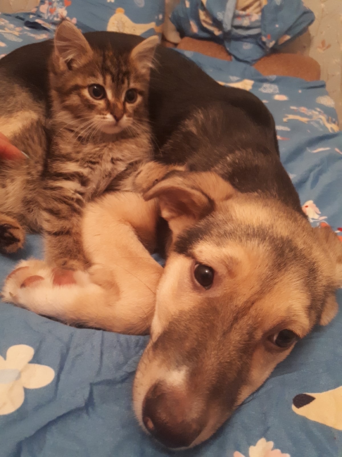 Не дрейфь, друг, я тебя в обиду не дам