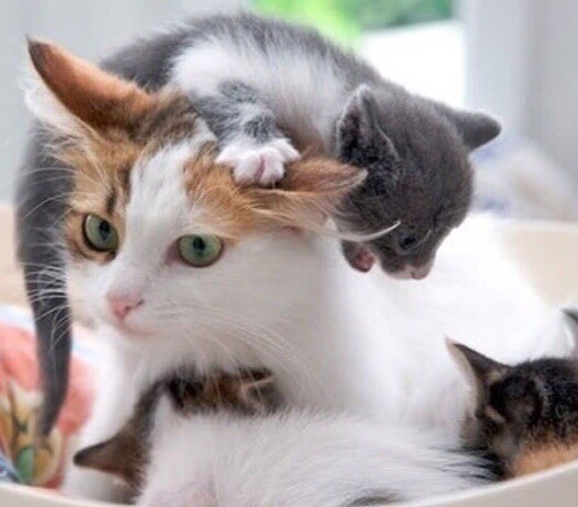 Непоседы - малыши, так и норовят на голову залезть