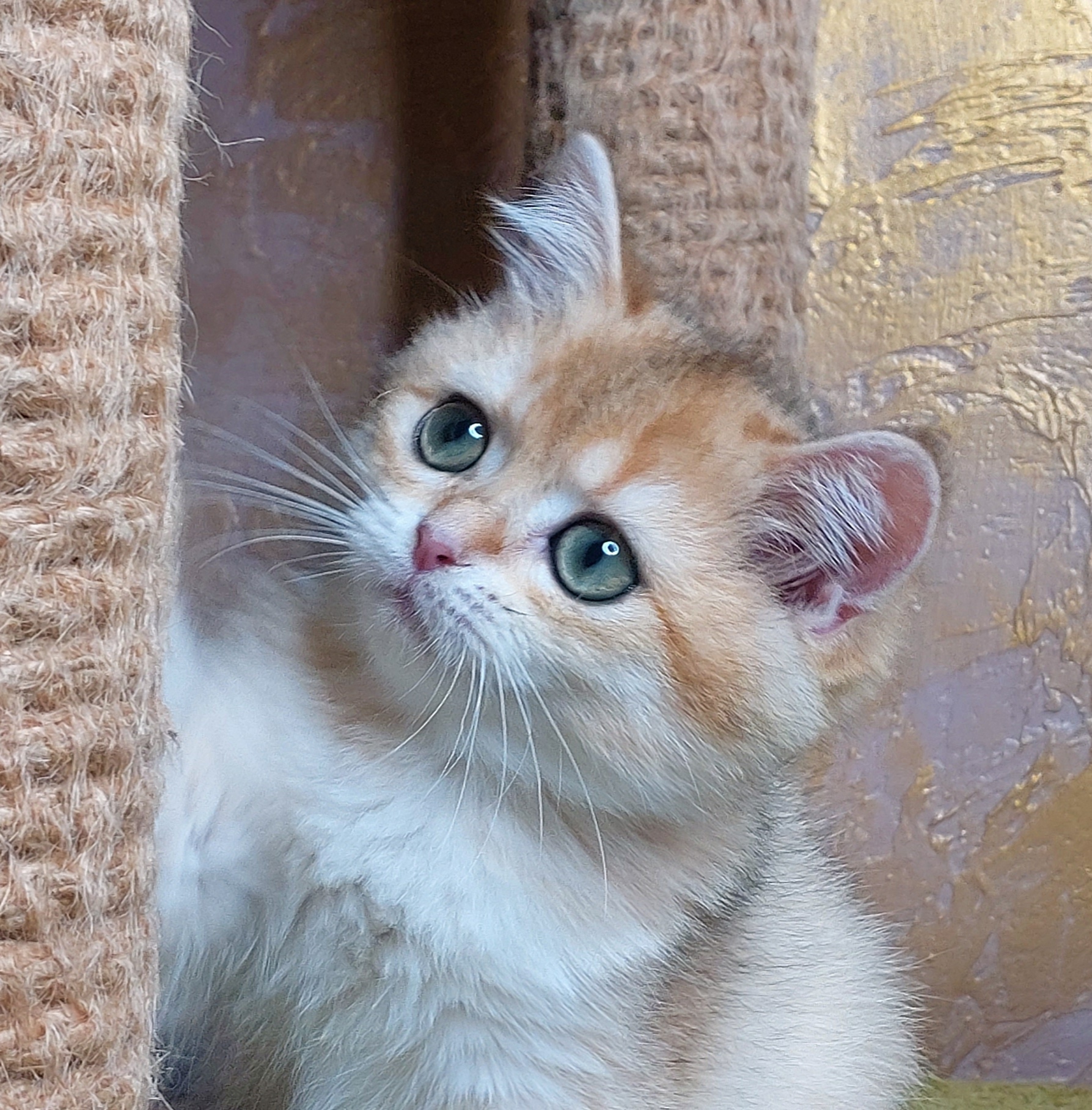 Долго, мне ещё в углу стоять