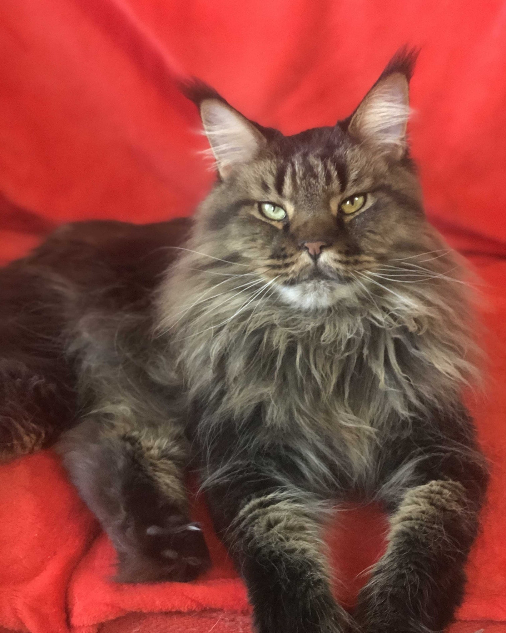 Чем больше кот, тем больше его важность