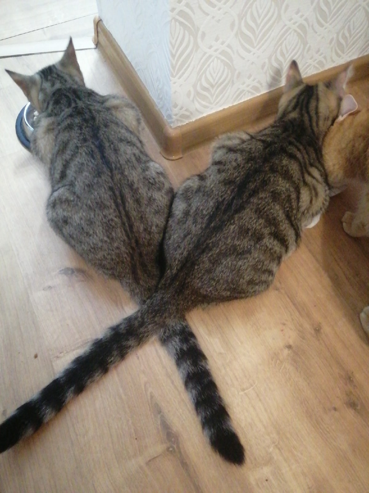 Одному дала, другому дала, а рыжему не дала