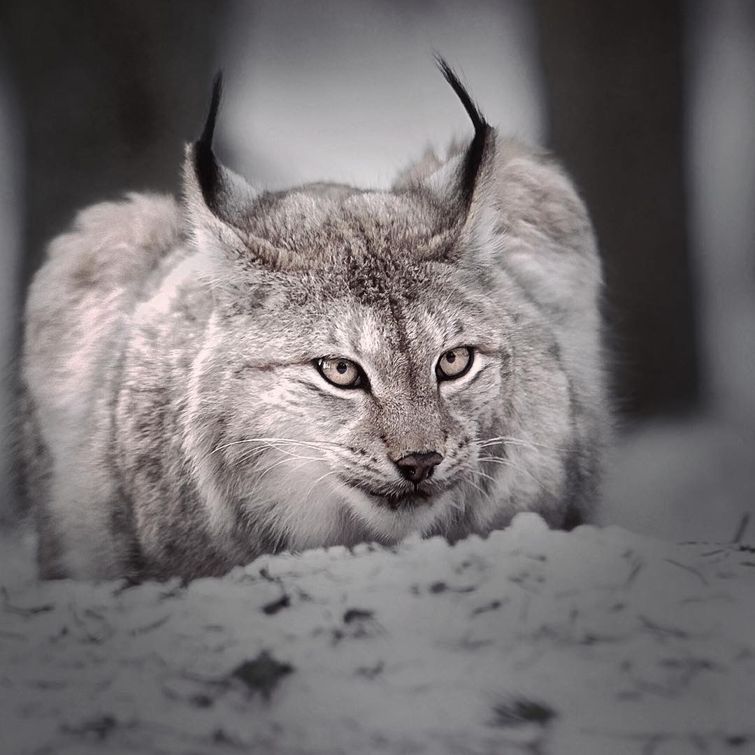 Кажется, добыча где - то рядом