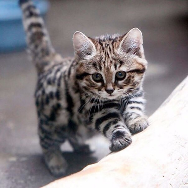 Просыпайтесь, ребёнок хочет кушать