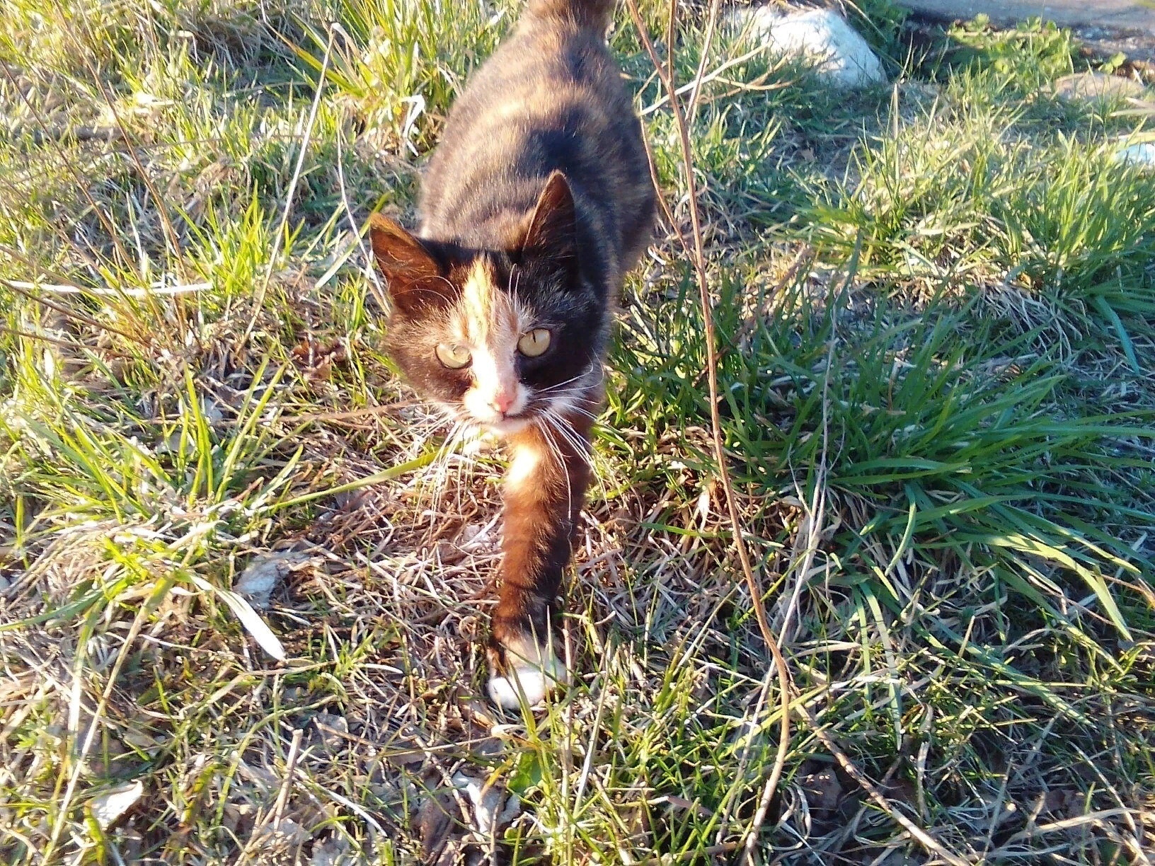 Я Вас поймала, значит будете моим хозяином