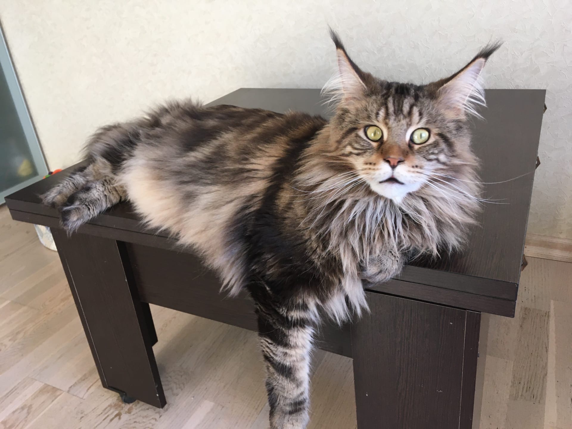 Чую, хозяева едят колбаску, а меня не зовут