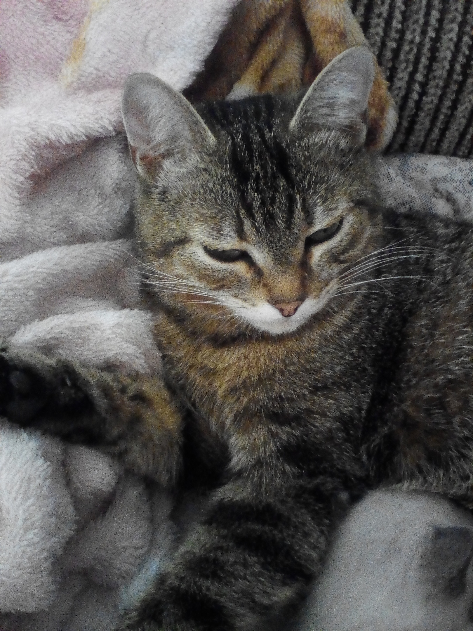 Люблю валяться - на хозяйской кровати