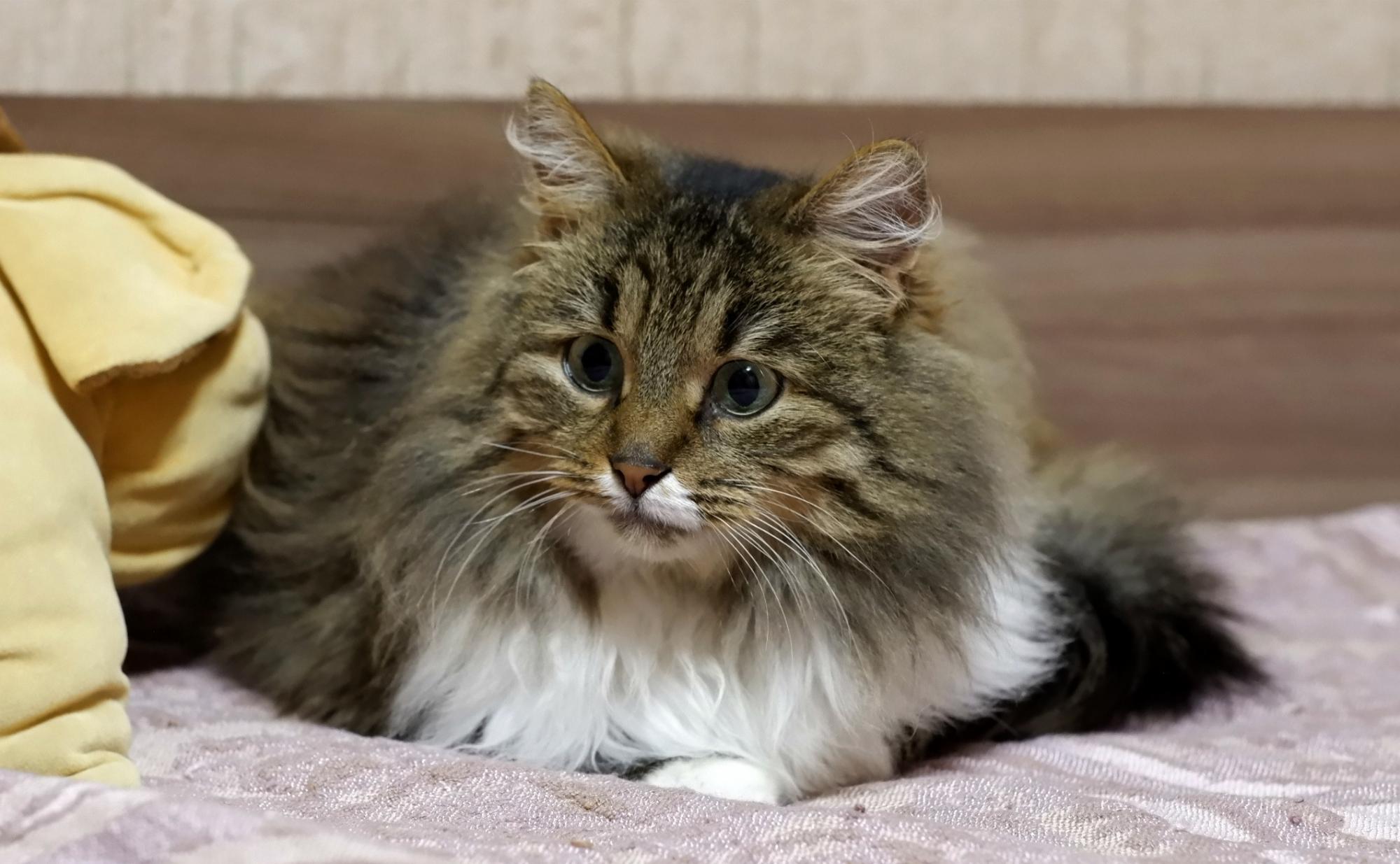 Я никого не пущу, на нашу с хозяйкой - кровать