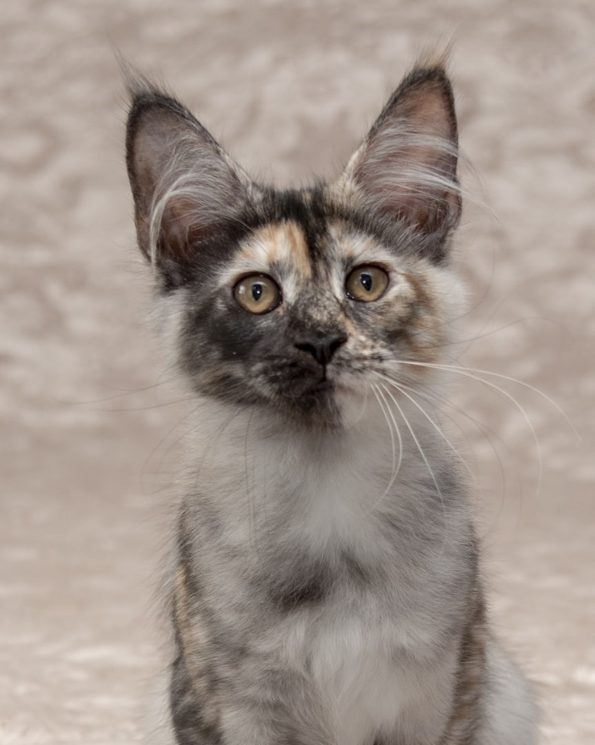 Я Вас люблю, чего же боле