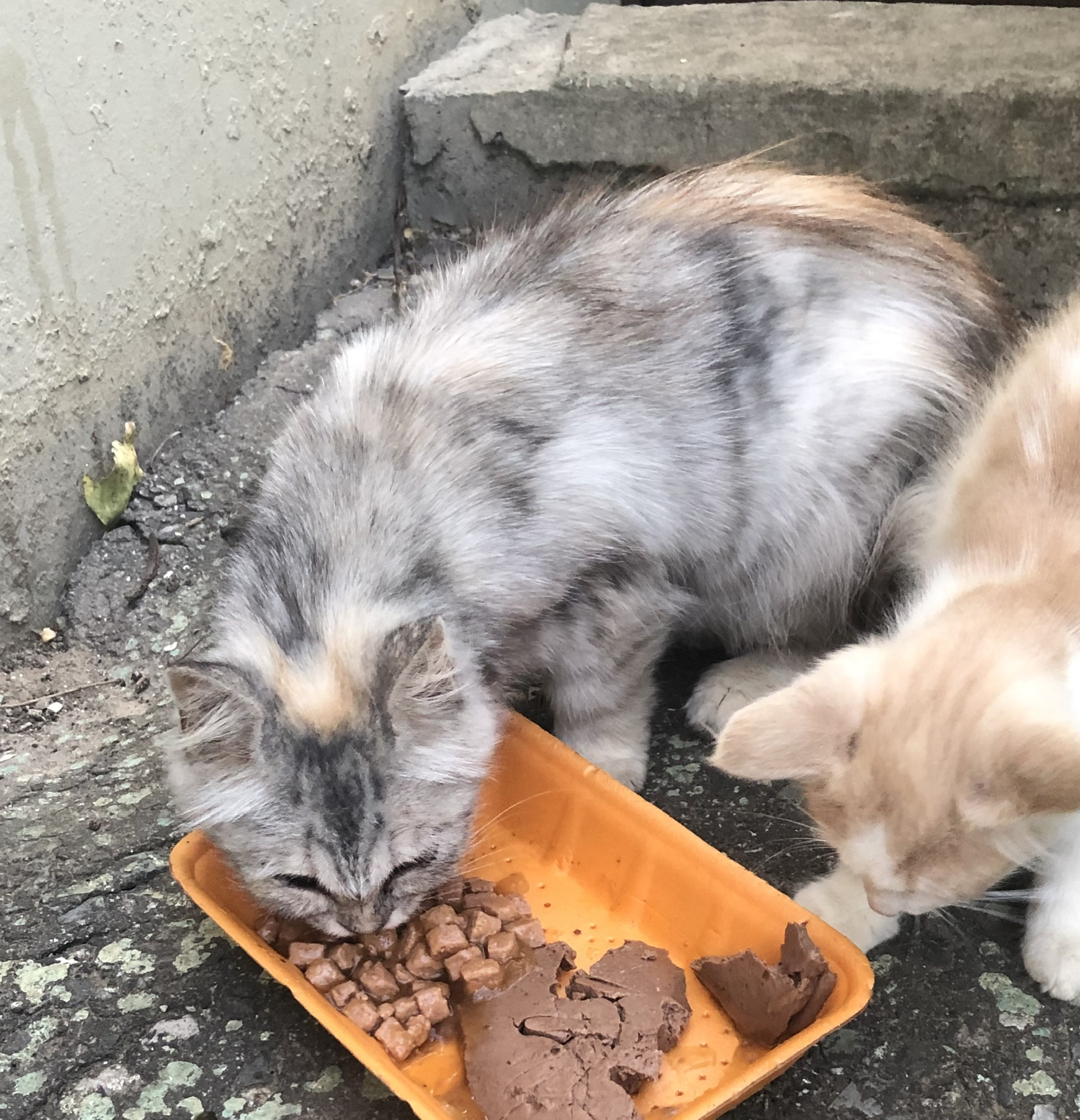 Кушай доченька, нам так не каждый день везёт