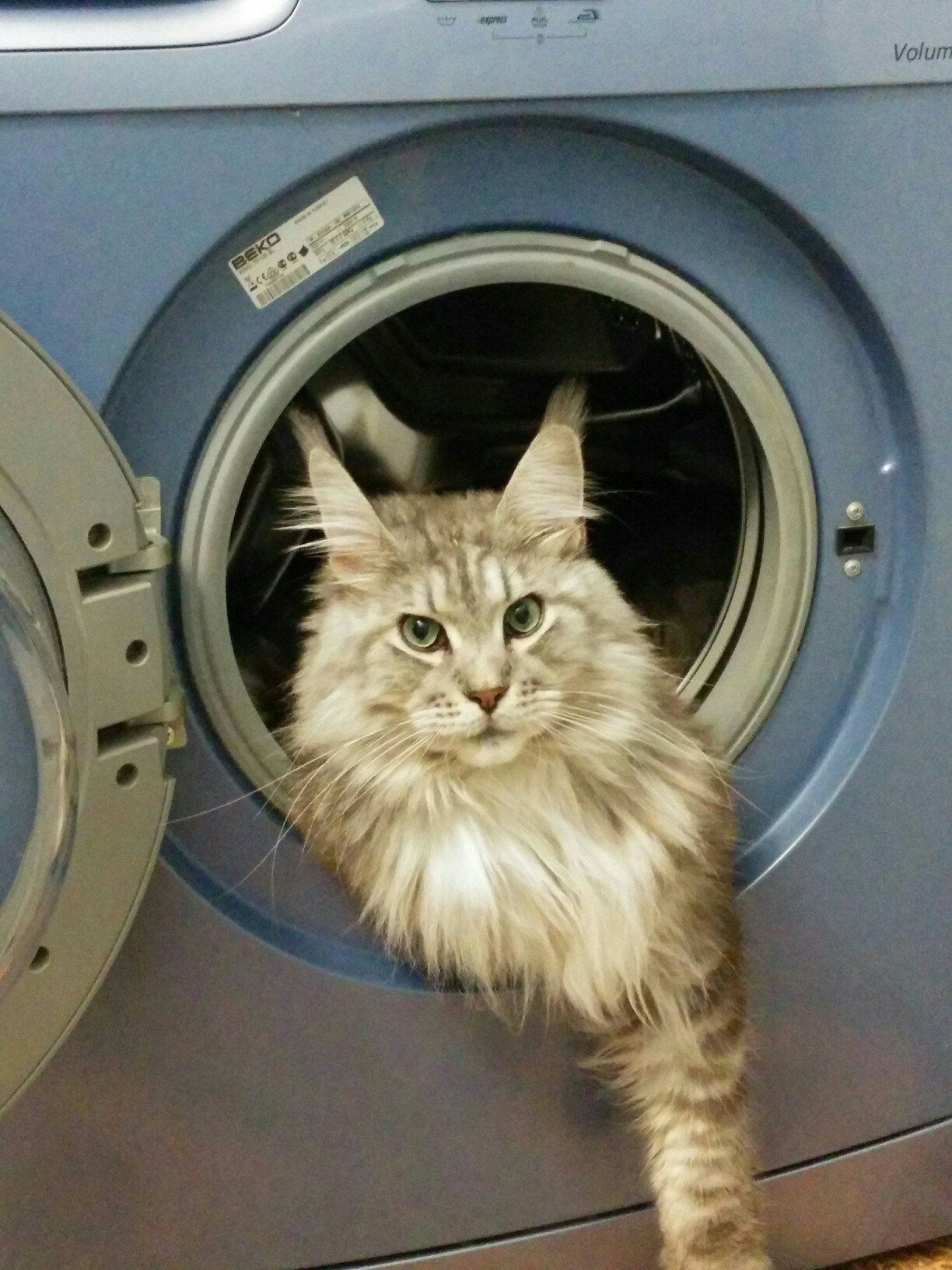 Нелёгкая жизнь у домашних котов - работы много