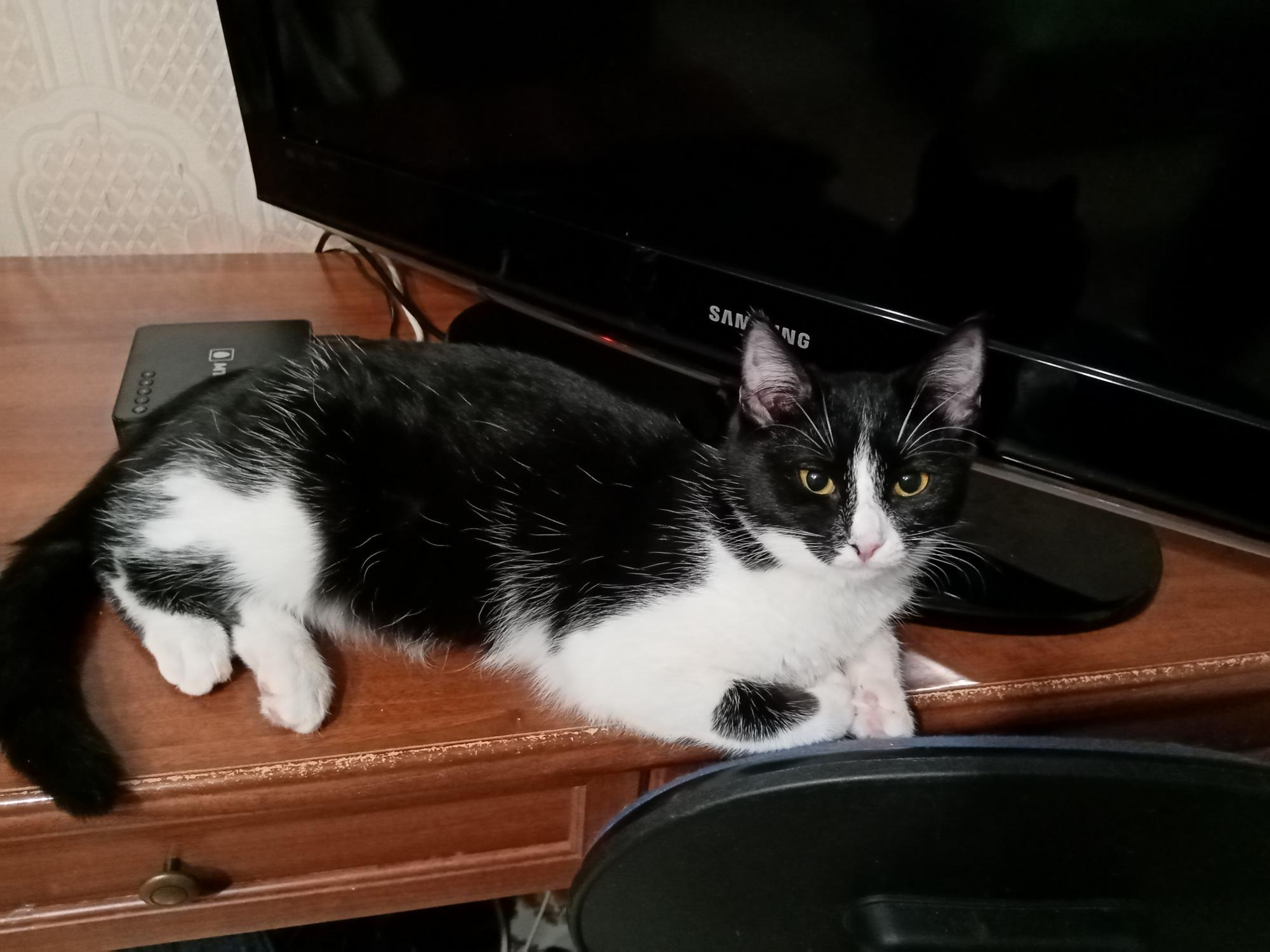 Включите мне - мультики