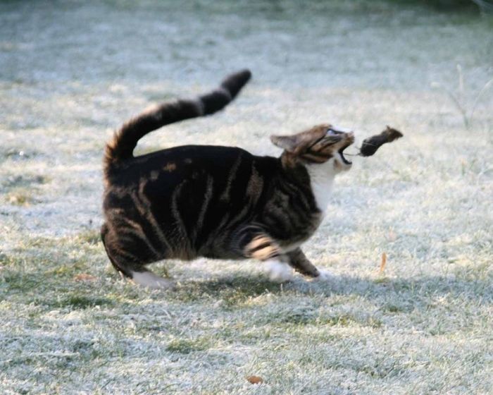 Беспредел, завтрак убегает