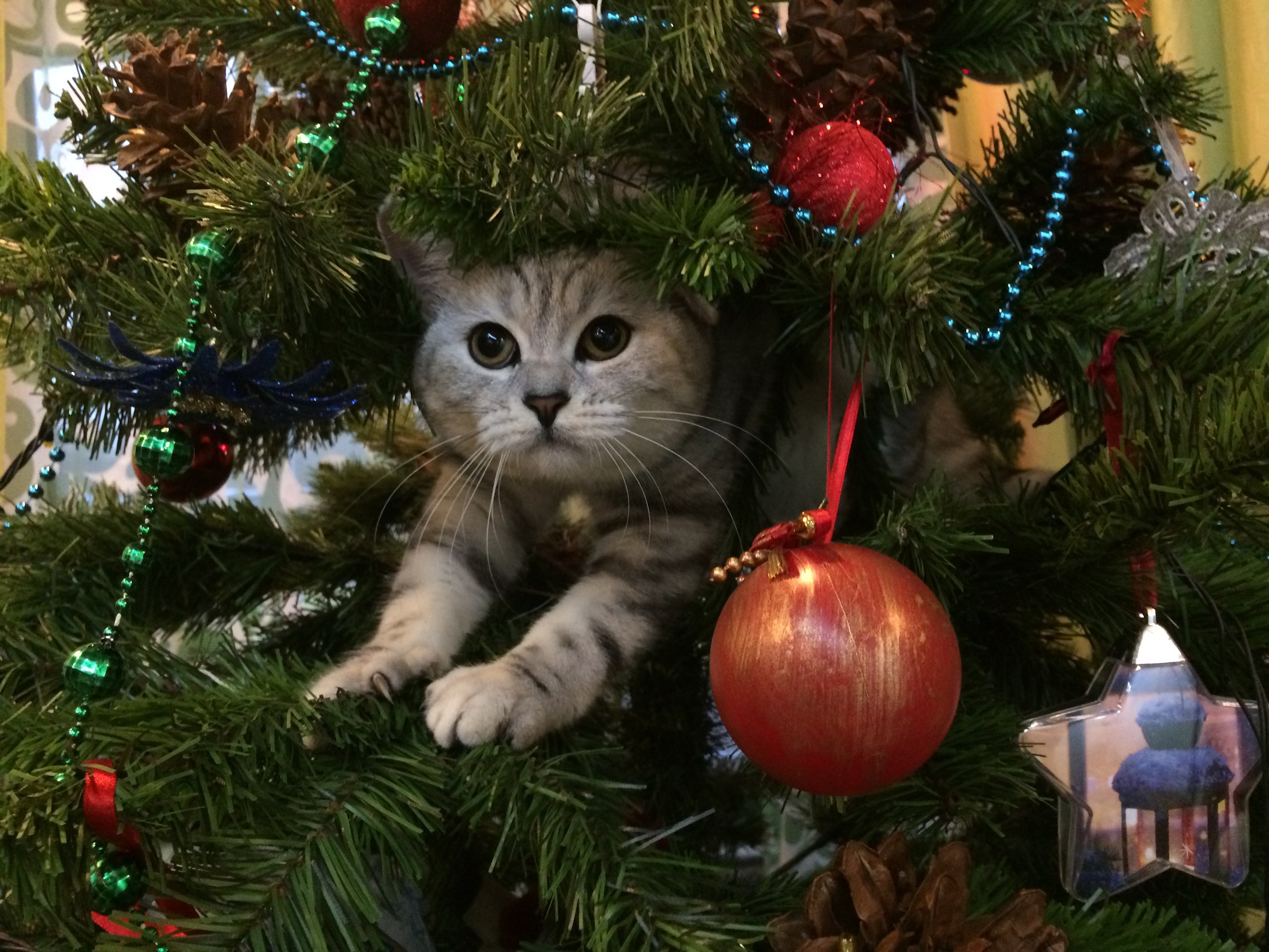 Хотел сделать гнёздышко, за иголки всего искололи