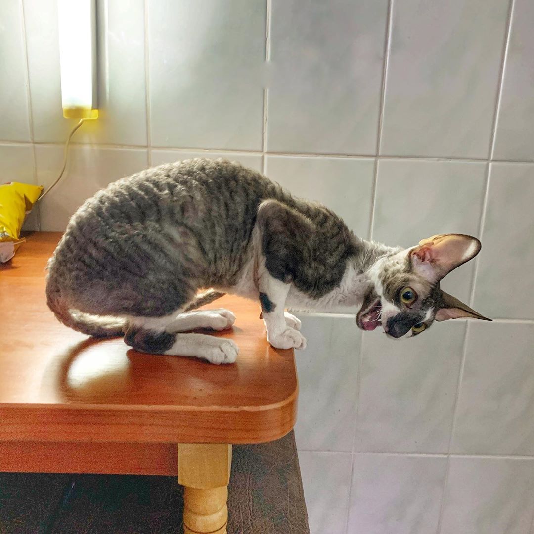 Караул, у нас мыши завелись