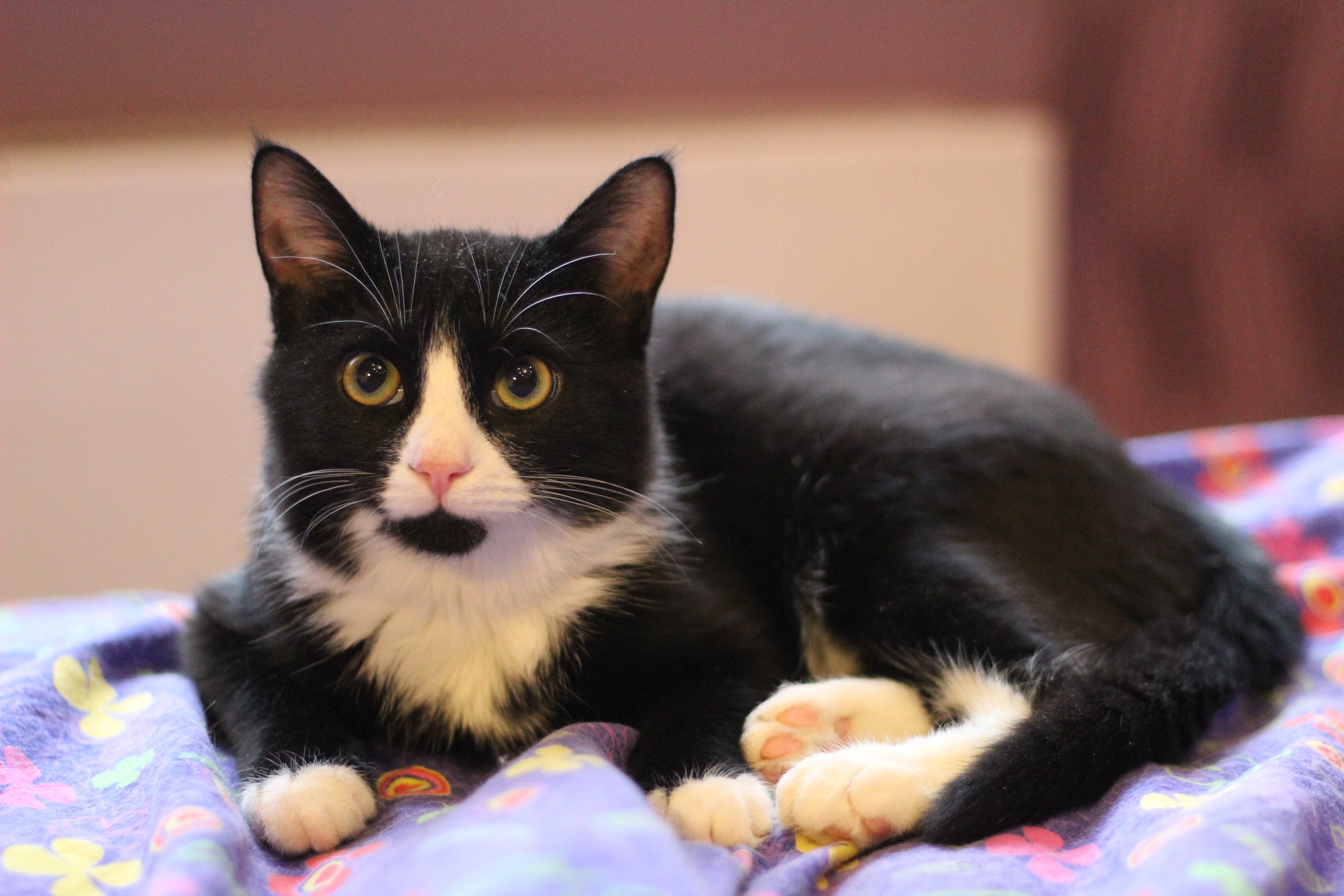 Возьмите меня в гости, я буду хорошо себя вести