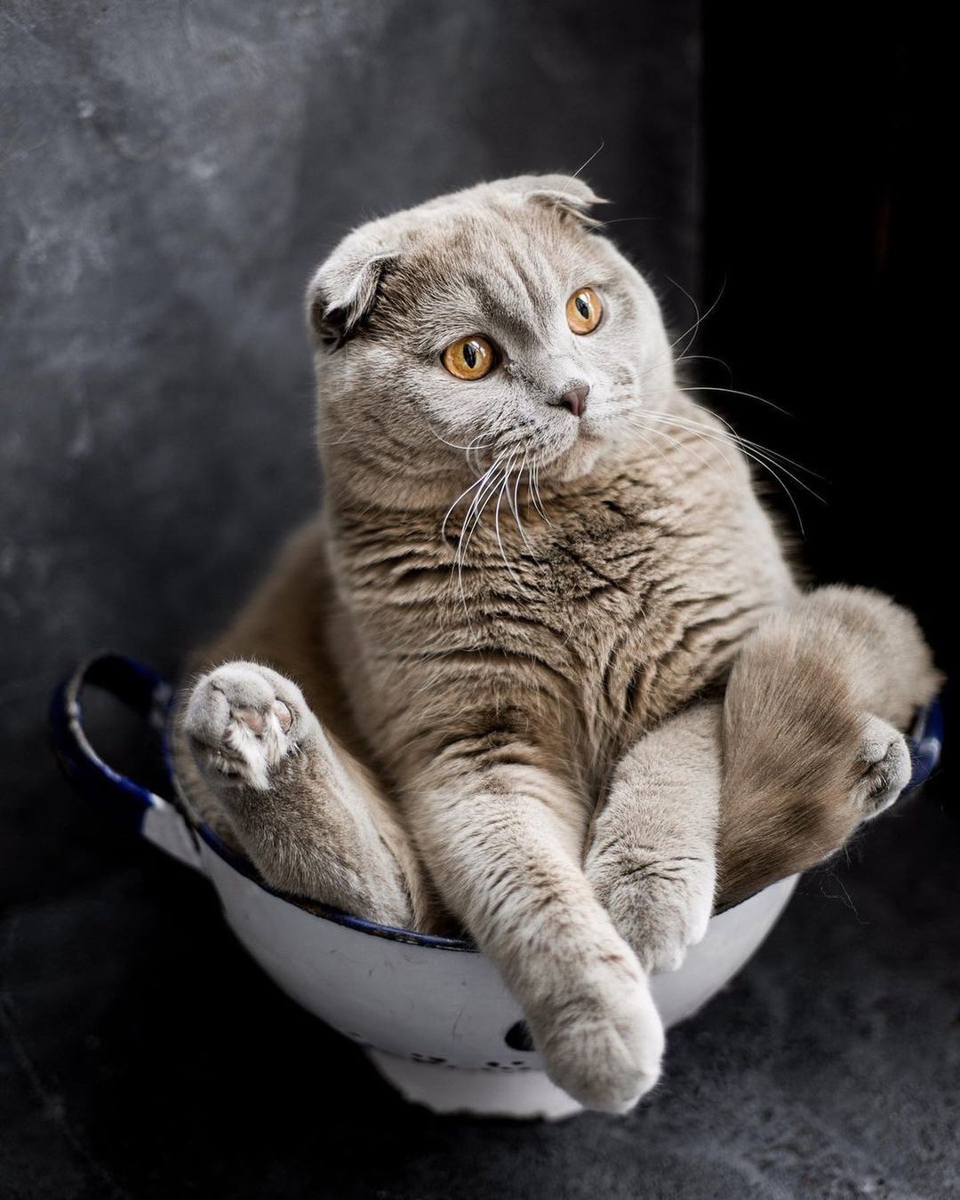 Любимая поза принята, теперь можно и о жизни подумать