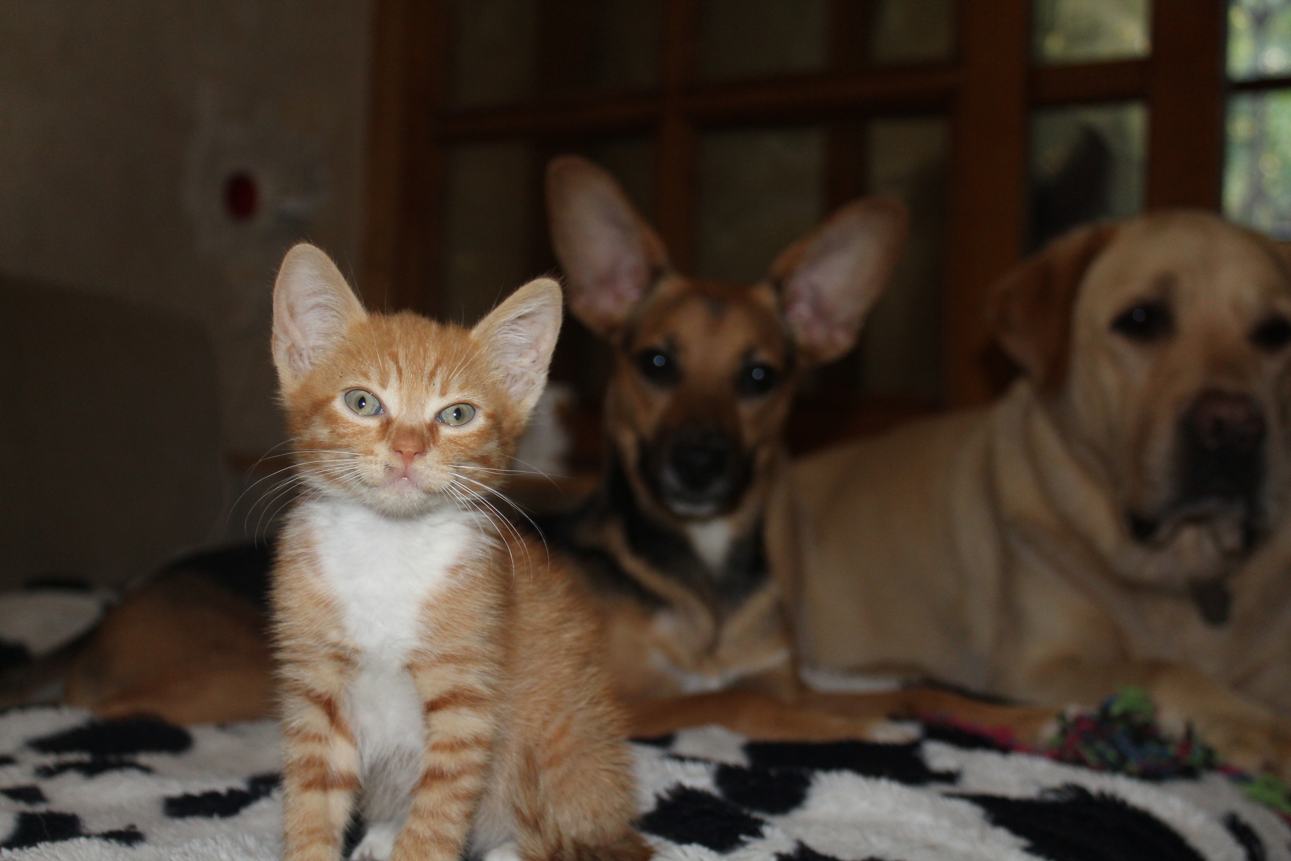 Есть вопросы, обращайтесь к моим адвокатам