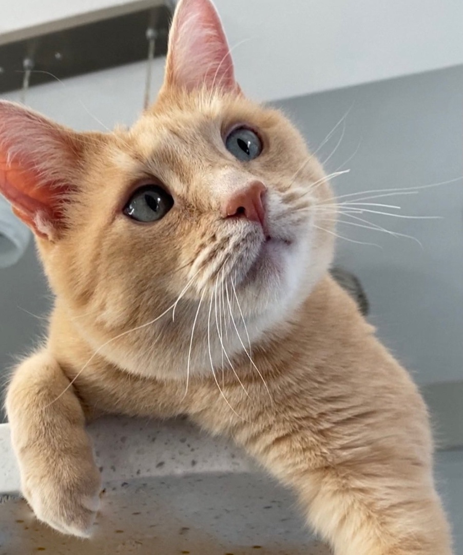 Мне хозяева разрешают всё, даже на столе лежать