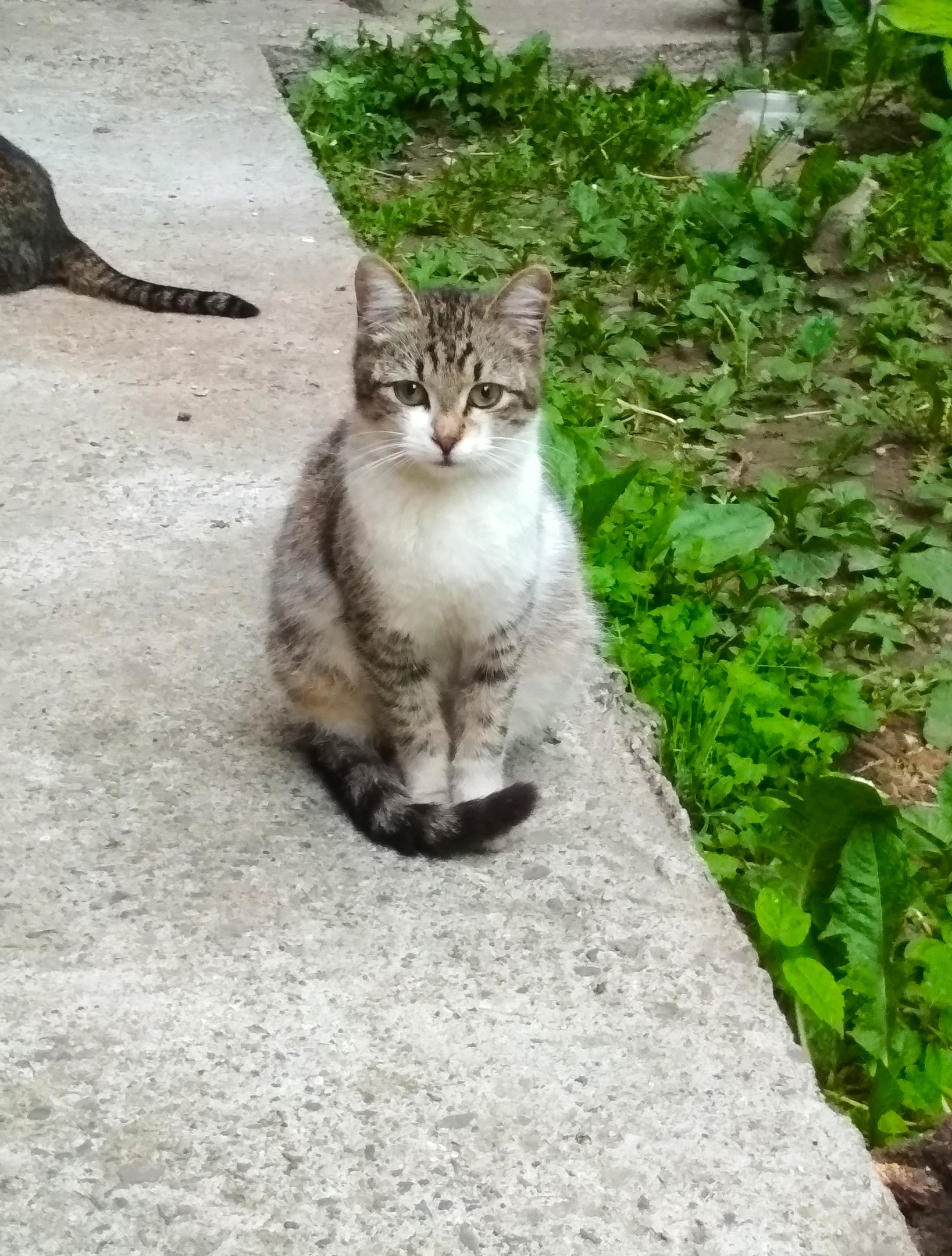 Мы, дачники юные