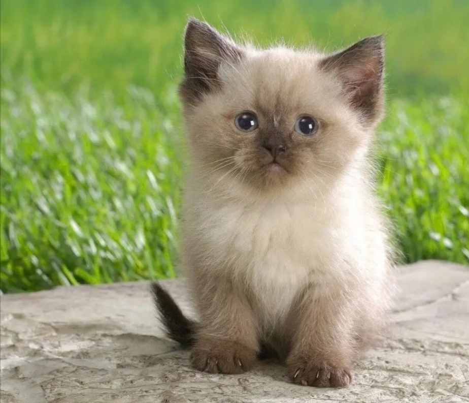 Я учусь гулять, надеюсь мне понравится