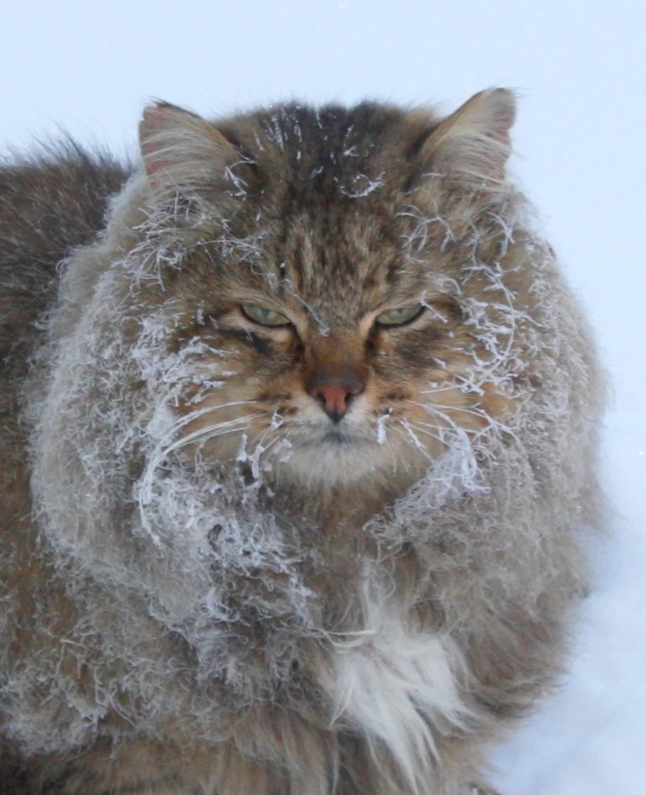 Сибиряки мороза не боятся, они им наслаждаются