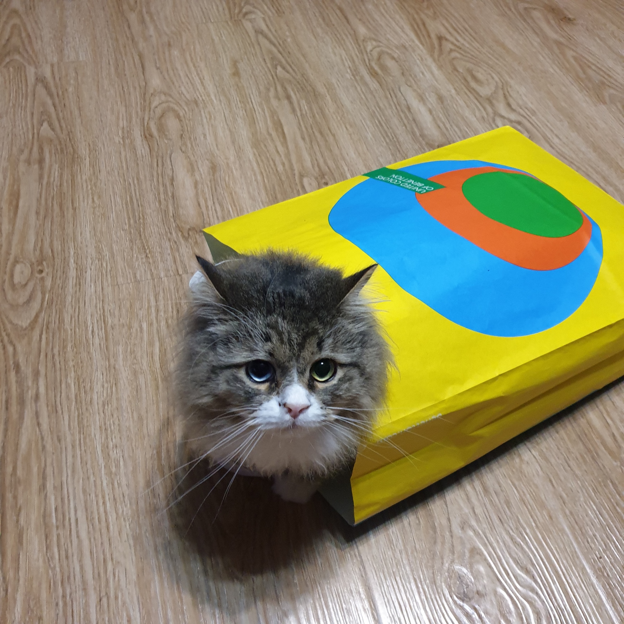 Вы, ничего мне не купили