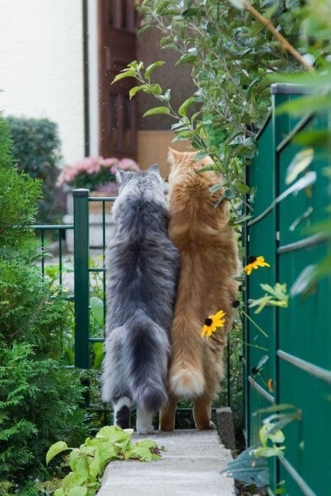 Мурзик, выходи