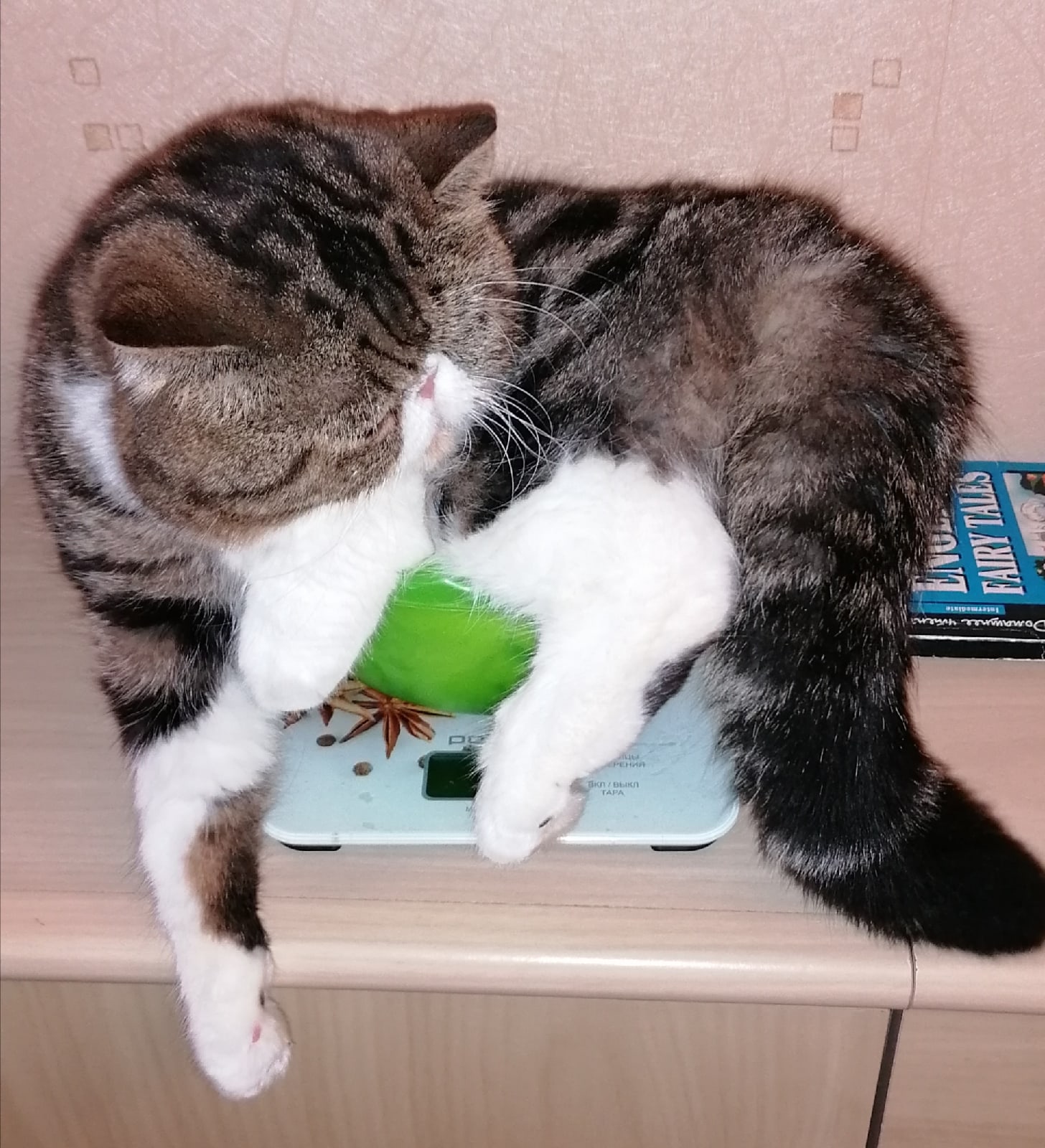 Хозяева, посмотрите какой я - худенький