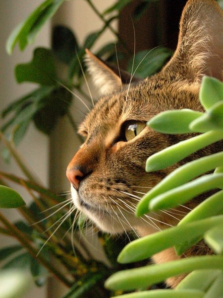 Как - бы мне, познакомиться с птичкой поближе