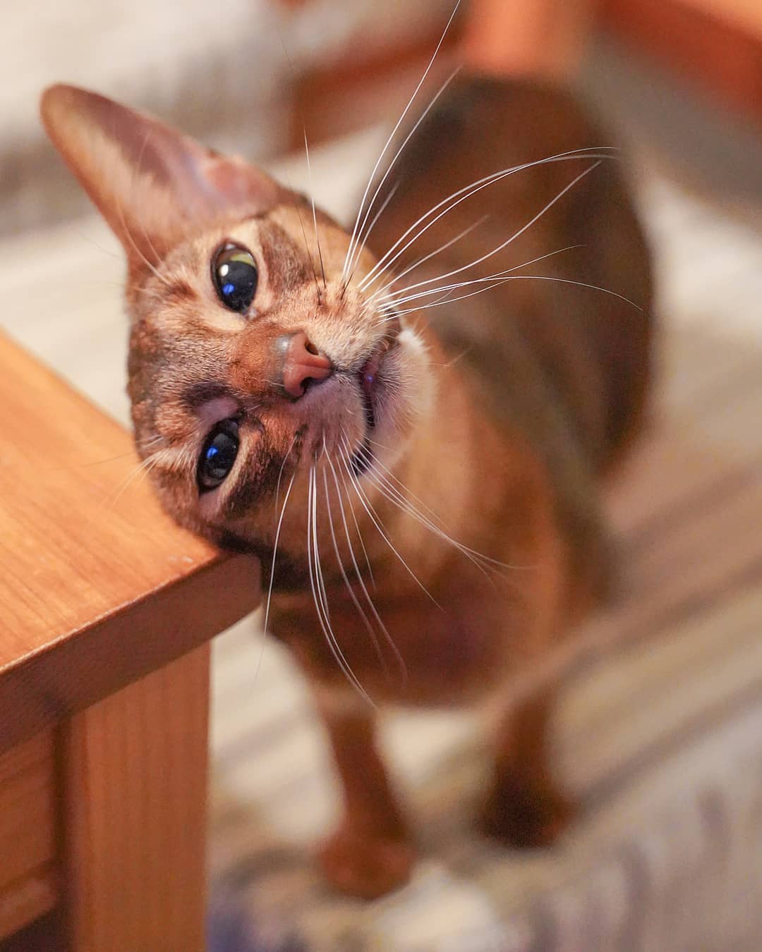 Я хочу внимания и ласки