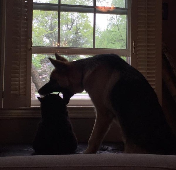 Васька, я тебя сейчас проглочу, спорим