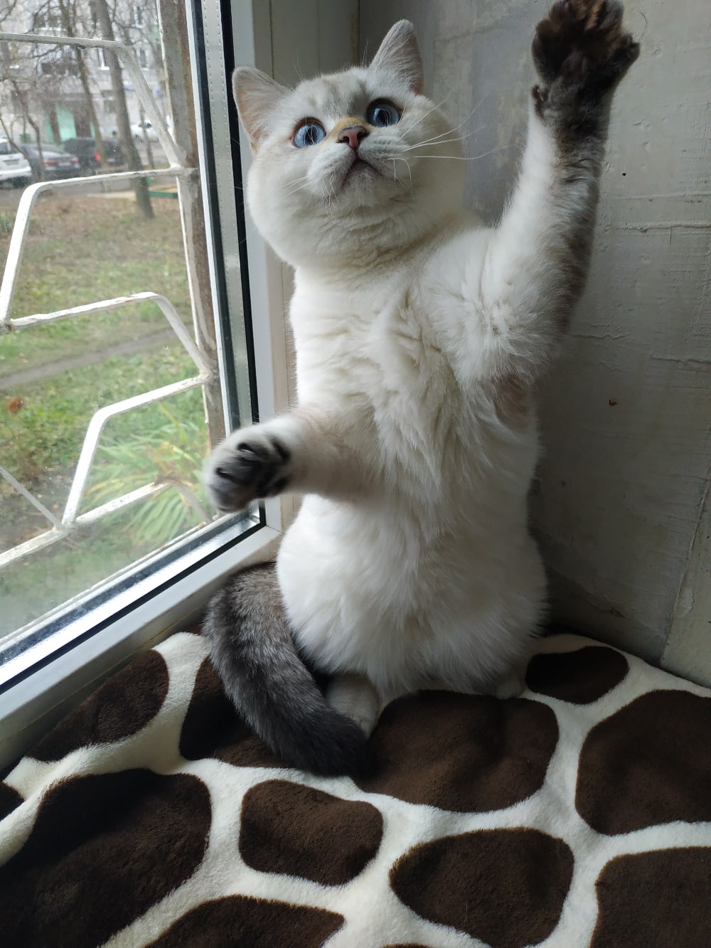 Откройте форточку, я подышать хочу