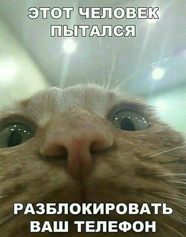 До чего дошёл прогресс, кошки хакерами стали