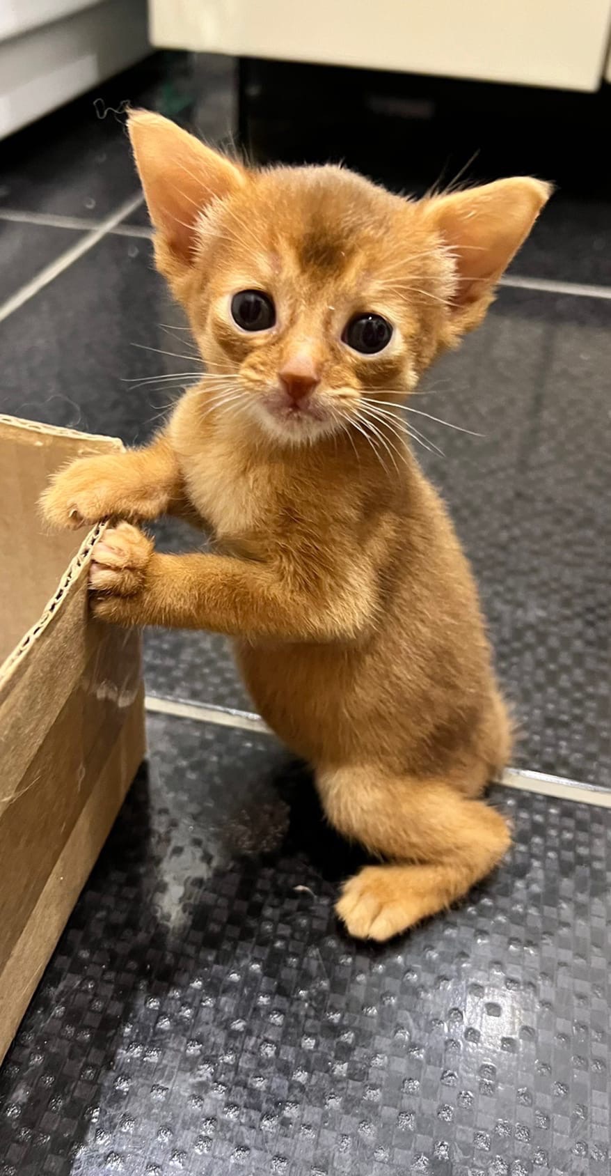 Я уже самостоятельный, сам вылез из коробки